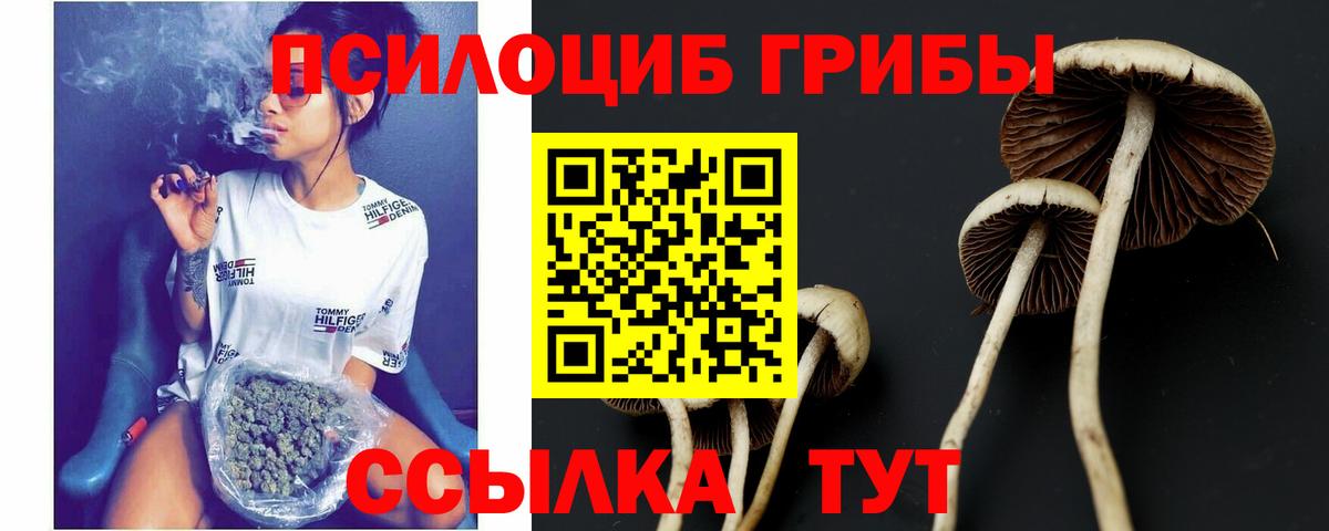 Псилоцибиновые грибы Psilocybine cubensis  Заинск 